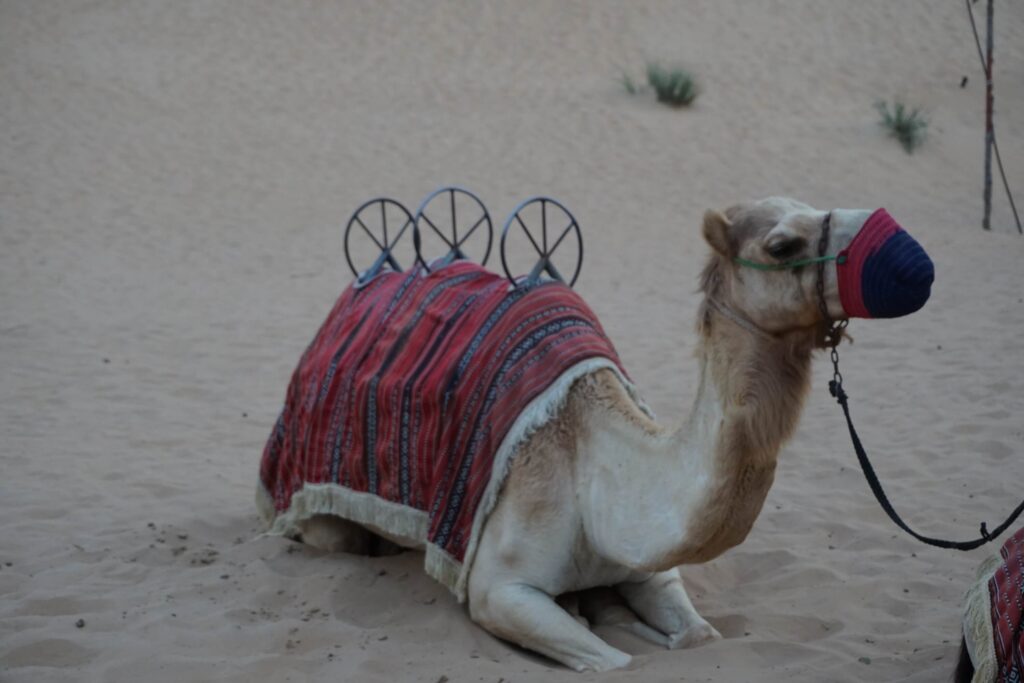 Dubai safari camel