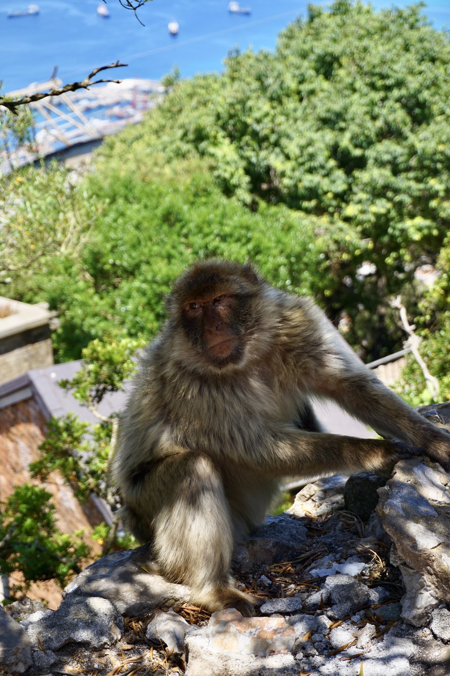 Monkeys Gibraltar