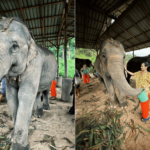 Elephants Thailanda