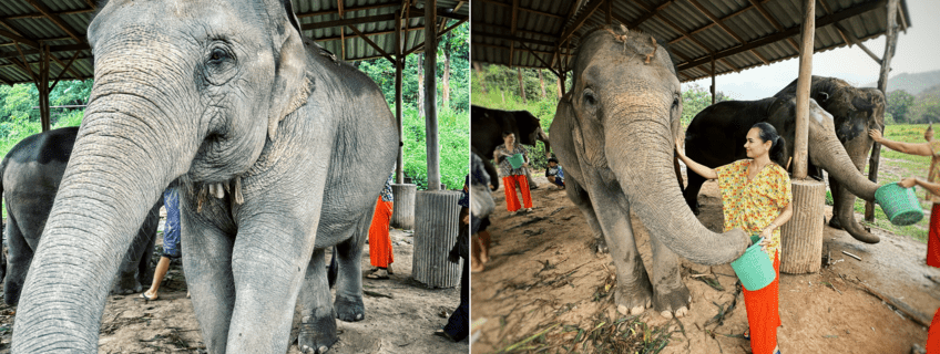 Elephants Thailanda