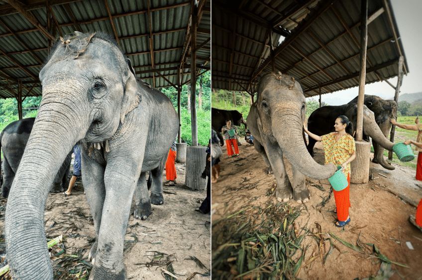 Elephants Thailanda