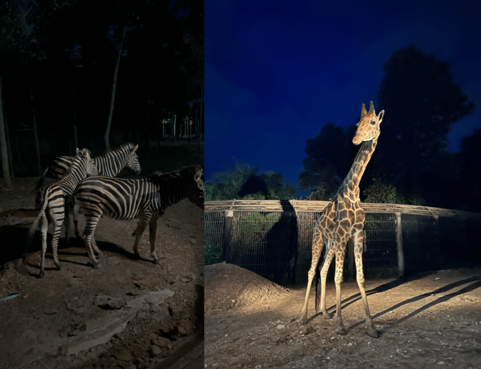 Chiang Mai Night Safari