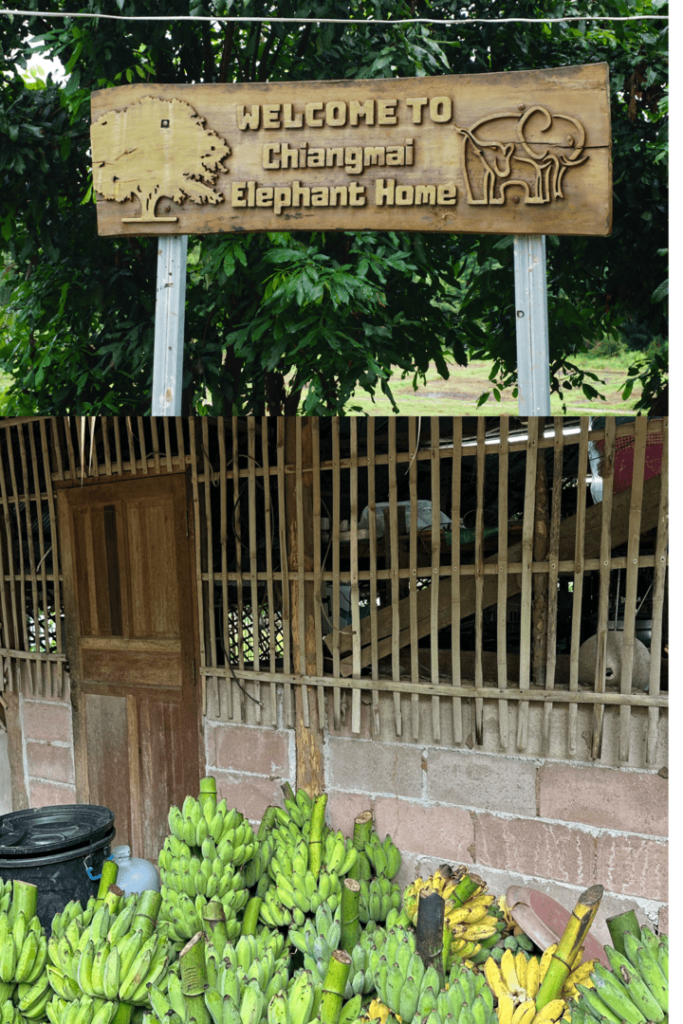 Sanctuary Elephants Thailanda