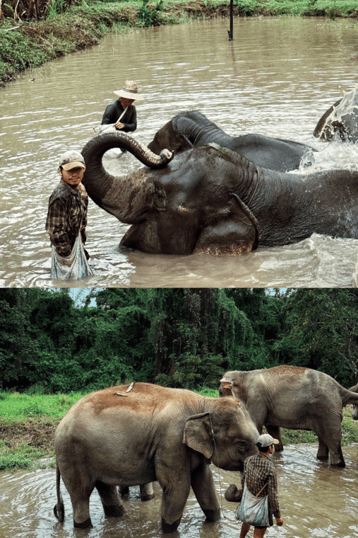 Sanctuary Elephants Thailanda